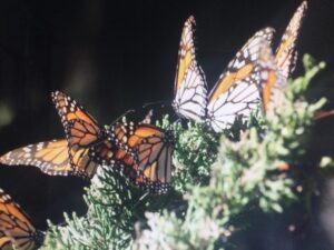 Also nearby, the Monarch Sanctuary, where you might catch some late-to-leave butterflies